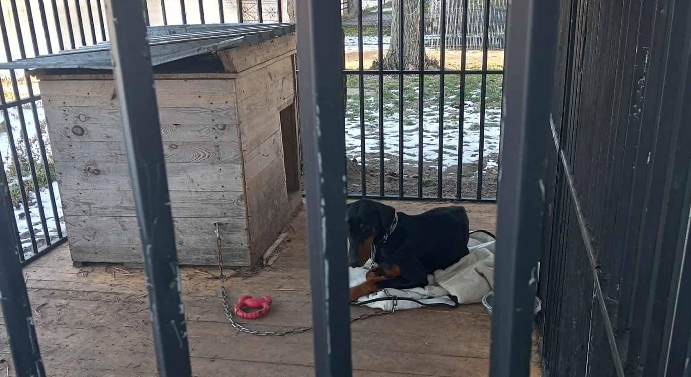 Zabrali psa z posesji w asyście policji. Buda nie była ocieplona