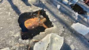 Morsowa pasja, zima i słońce – przepływali pod lodem FB_IMG_1767530704495