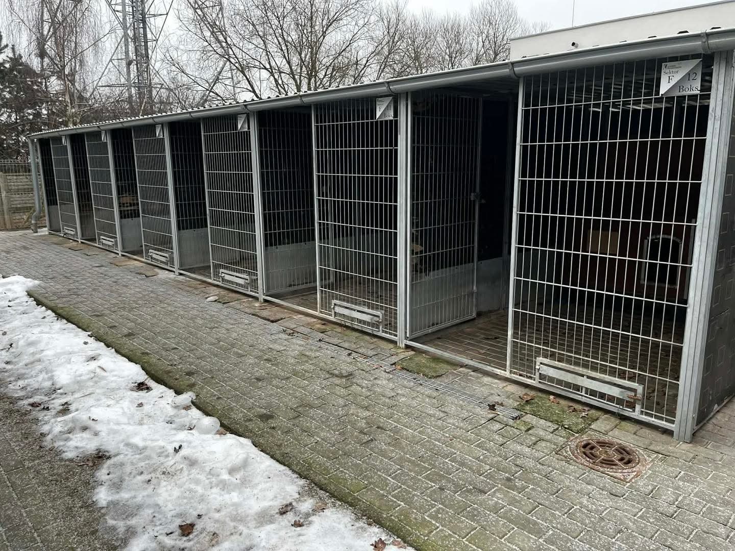 Rekordowo mało psów w schronisku