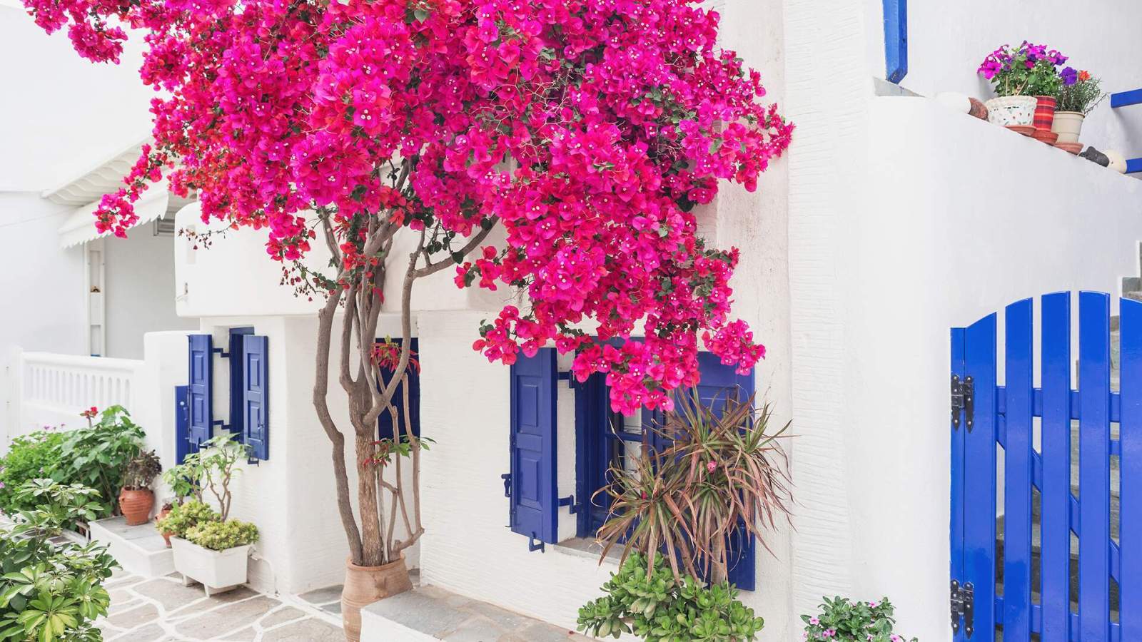 Dlaczego warto wybrać Paros na wakacje? Poznaj jedną z najpiękniejszych wysp Cyklad