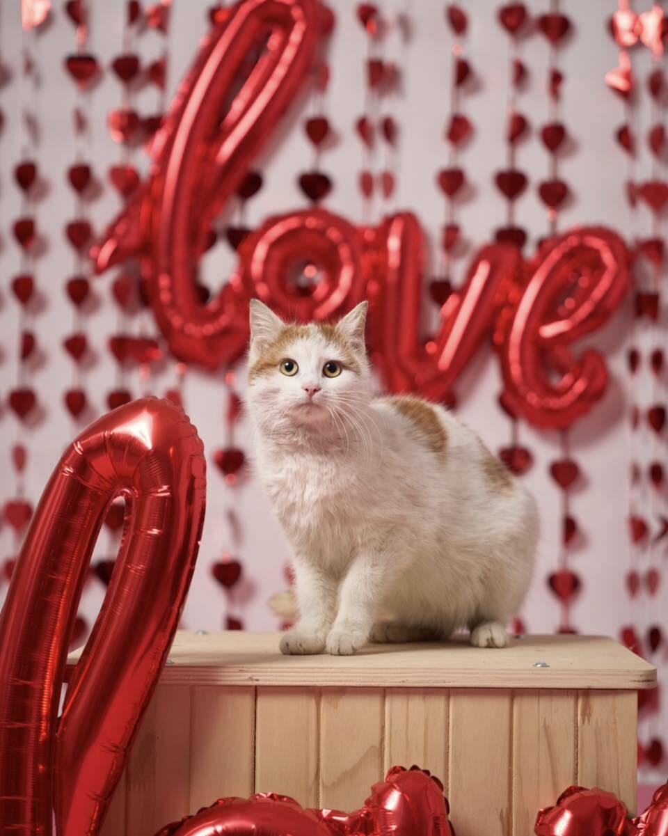 Walentynkowa akcja adopcyjna „Psinder i Kocinder”