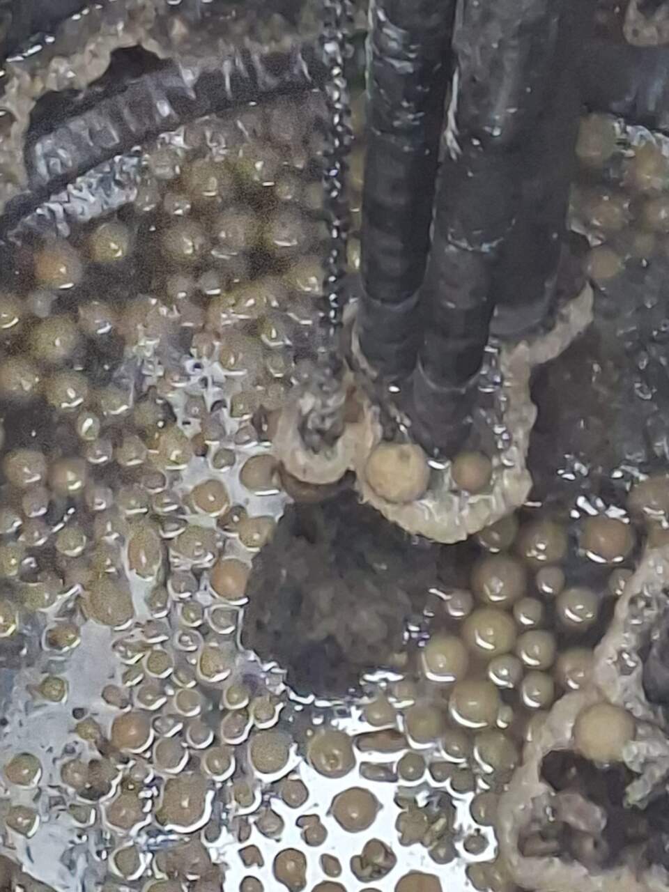 Pączki trafiły do kanalizacji – tłusty problem (ZDJĘCIA)