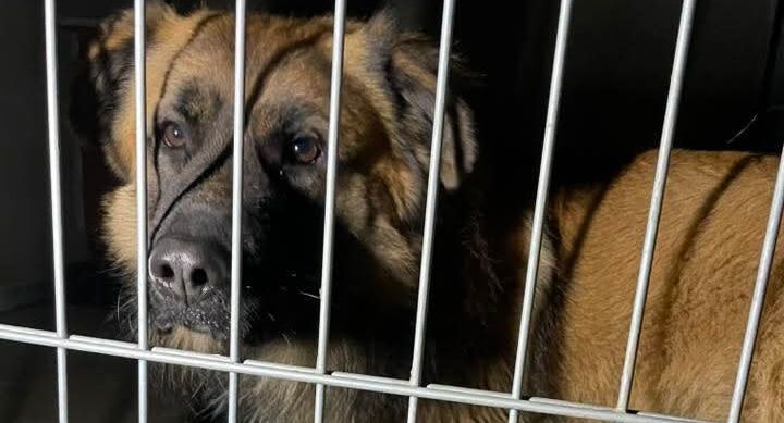 Pies był skrępowany w lesie?