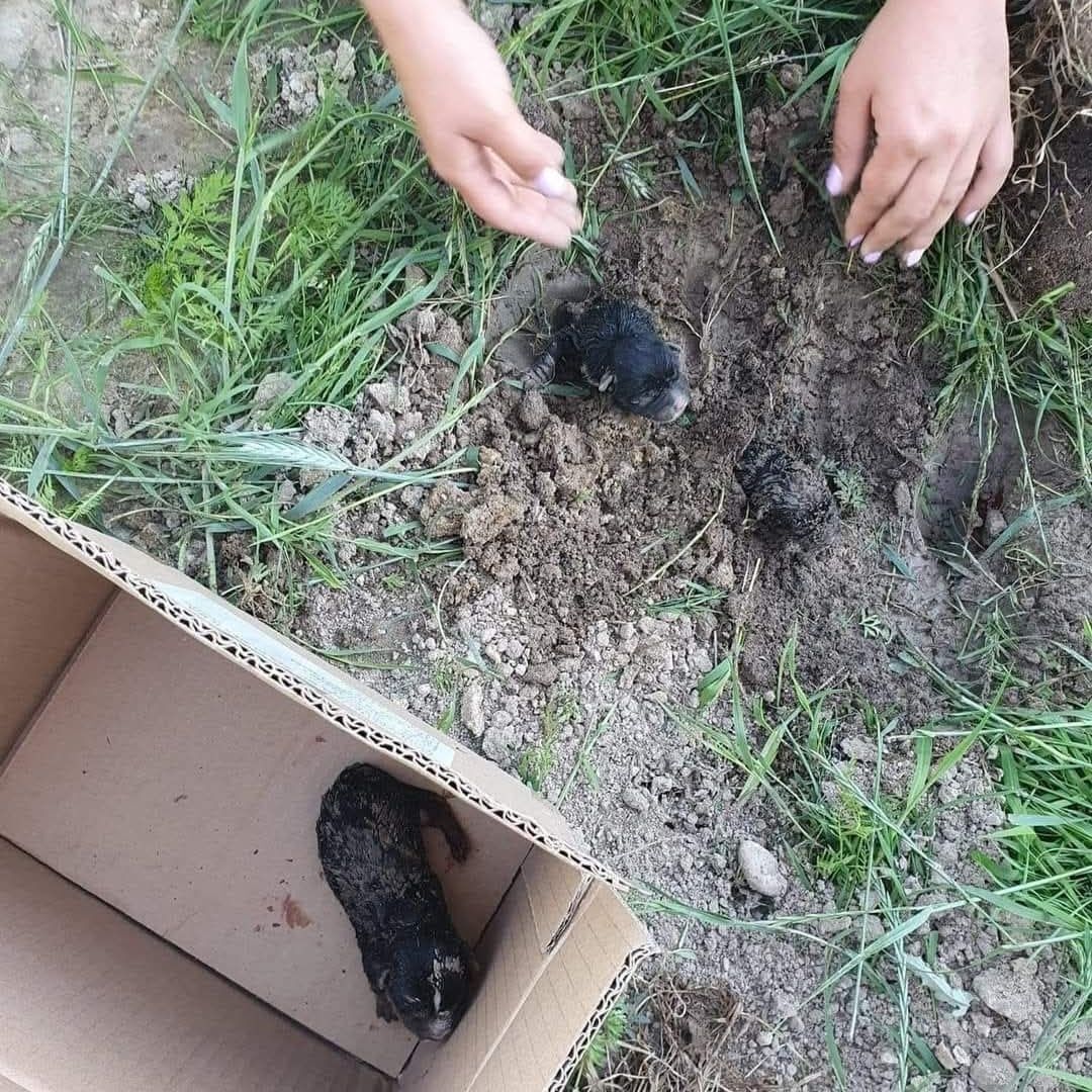 Zakopane szczenięta. Sprawa trafiła aż do Sądu Najwyższego!