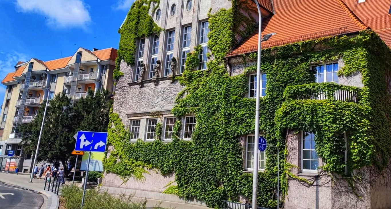 Bluszcz na II LO musi zostać mocno przycięty