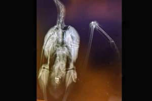 Strzelał do symbolu Polski 1000140258