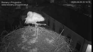 Bocian wrócił na gniazdo i daje nadzieję na nowy sezon lęgowy 1000140615