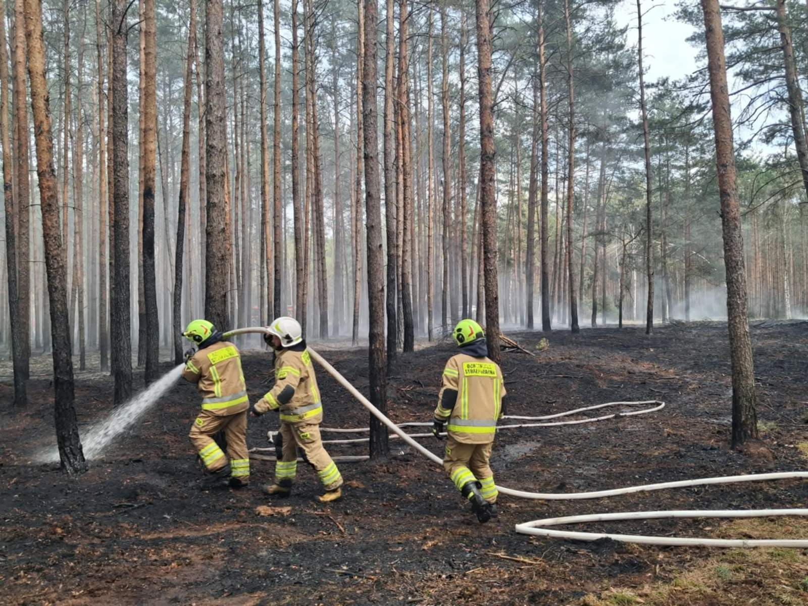Pożar lasu. 10 jednostek walczyło z ogniem (ZDJĘCIA)