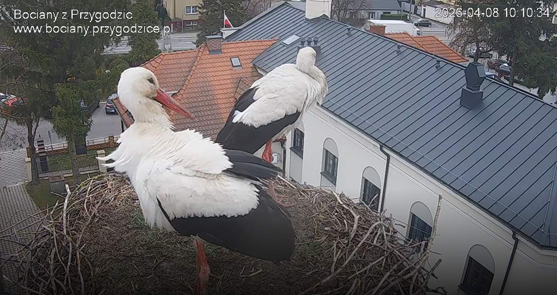 Drugi bocian w Przygodzicach! Zaczyna się najbardziej emocjonujący etap sezonu