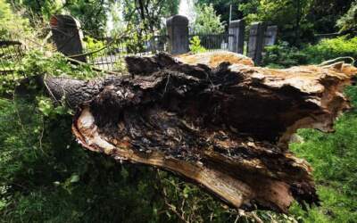 Drzewo runęło na cmentarzu. Drugi pień zagraża życiu