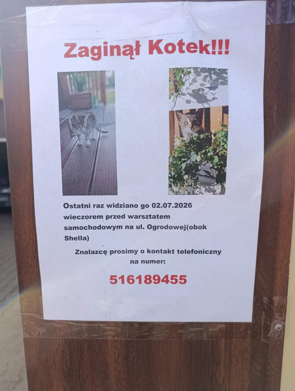 Zabrał kotka spod posesji. Wszystko nagrała kamera