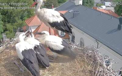 Zaobrączkowane i gotowe do wielkiej przygody. Wymyśl im imiona