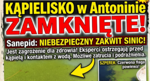 szperek-sinice