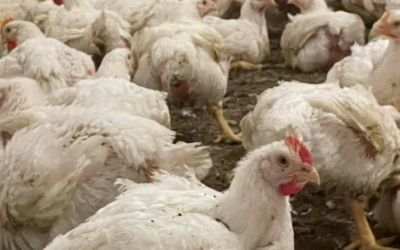 Mieszkańcy drżą o wodę! Ferma drobiu może im ją zabrać