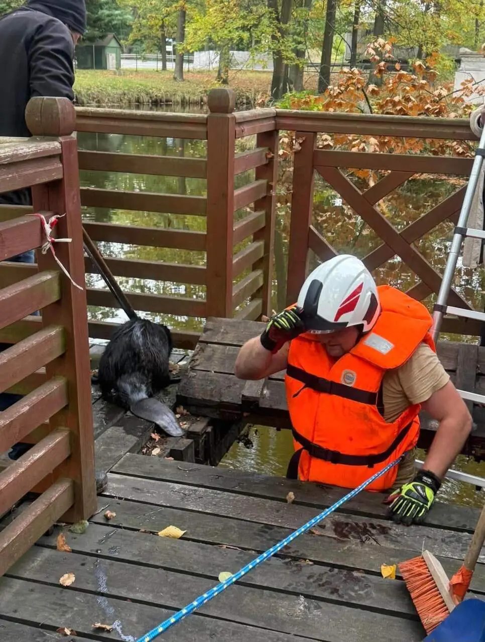 Bóbr uwięziony w pałacowej pułapce