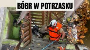Bóbr uwięziony w pałacowej pułapce bobr