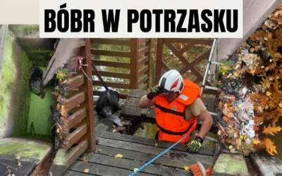 Bóbr uwięziony w pałacowej pułapce
