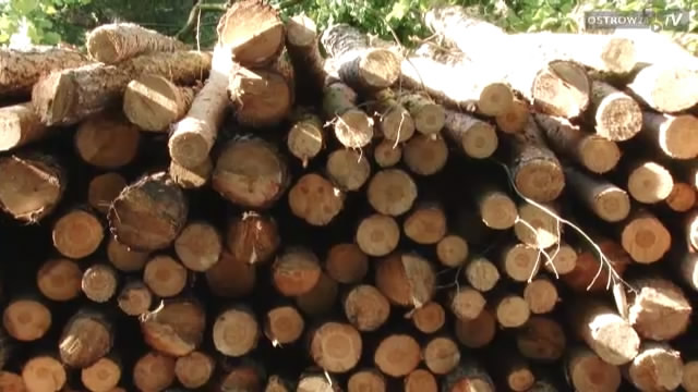 Policjanci zatrzymali złodziei drewna