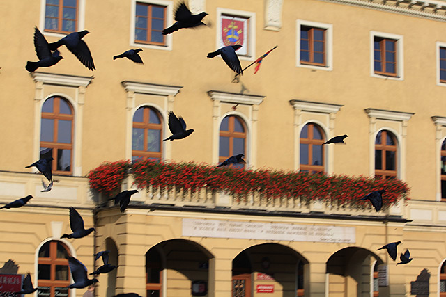 Latające szczury