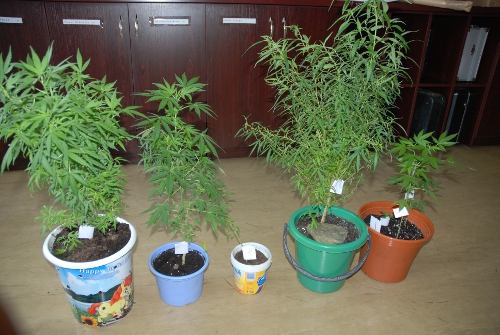 Narkotykowe zatrzymania