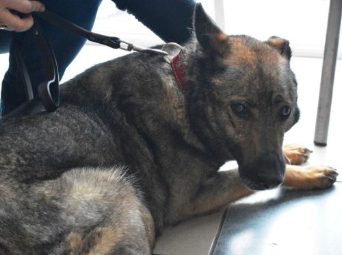 Promocja adopcji wykonana