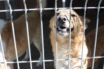 Schronisko dla Bezdomnych Zwierząt znowu dostępne