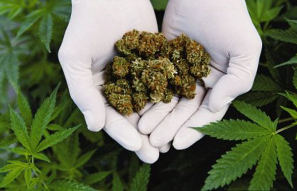 Zlikwidowano profesjonalną plantację