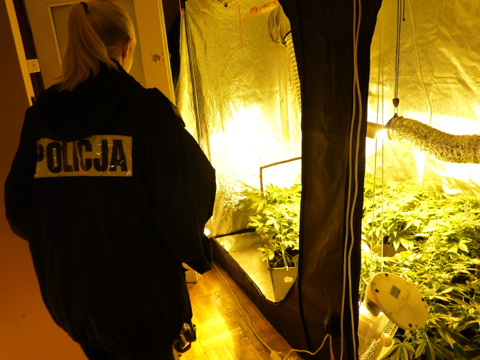 Szczegóły likwidacji plantacji marihuany
