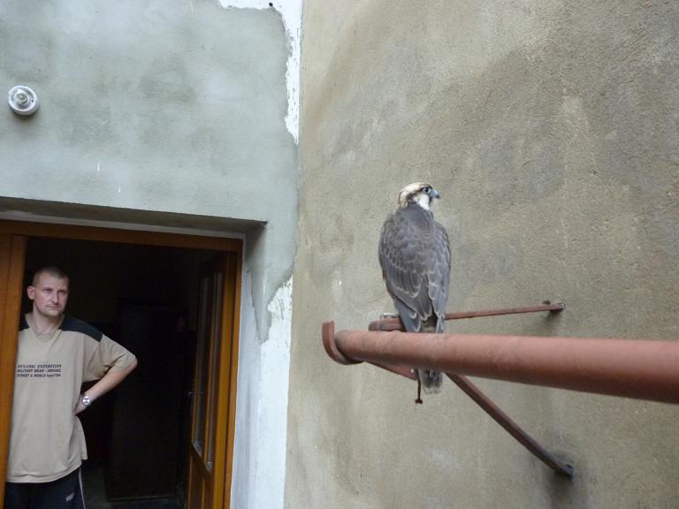 Sokół na podwórku