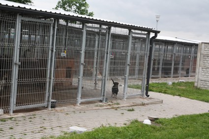 Nowy zarządca schroniska dla bezdomnych zwierząt