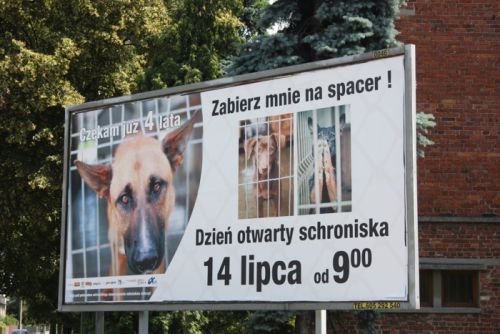 Dni otwarte w schronisku dla zwierząt – zapowiedź